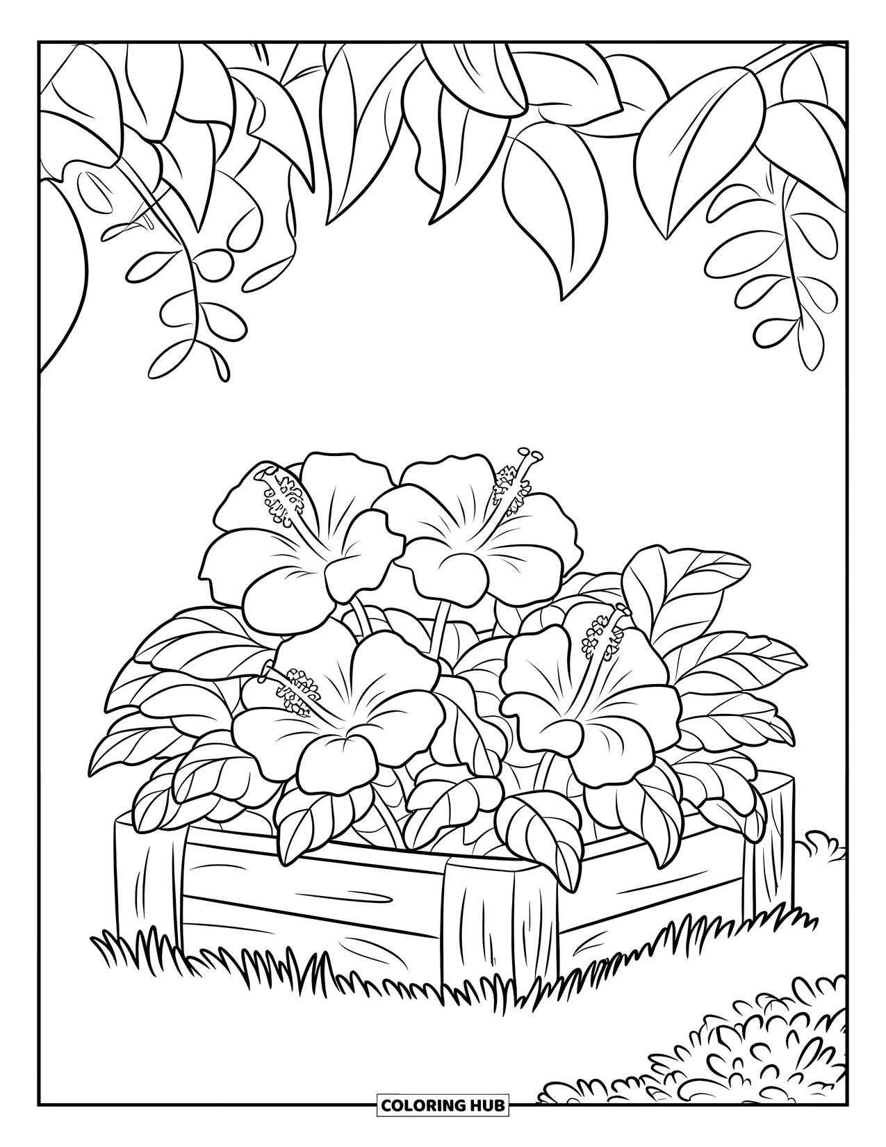 Hibiscus Coloring Page for Kids: Wood-framed garden bed with hibiscus flowers on a grassy patch
