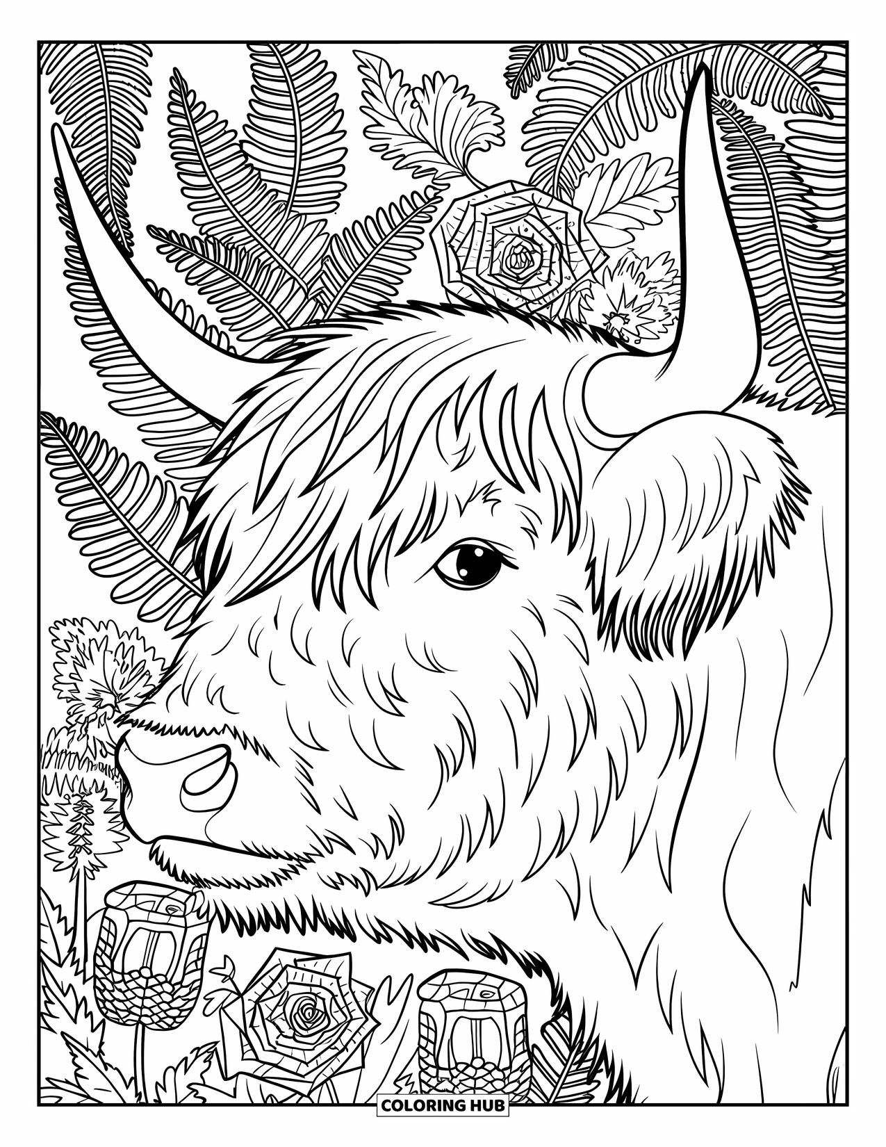 Highland Cow Coloring Page for Adults: A close-up cow head is surrounded by ferns, wild roses, and thistles