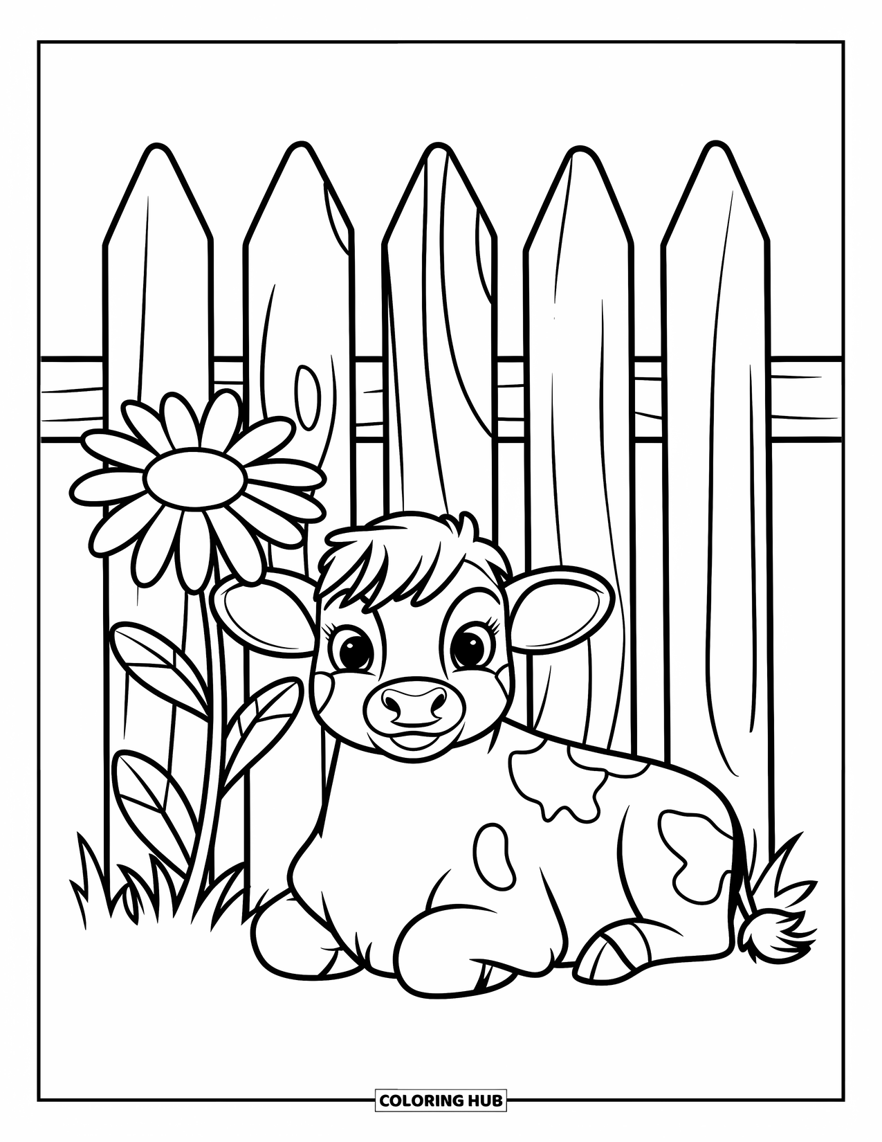 Highland Cow Coloring Page for Kids: A resting calf with spots relaxes near a daisy and a plank fence