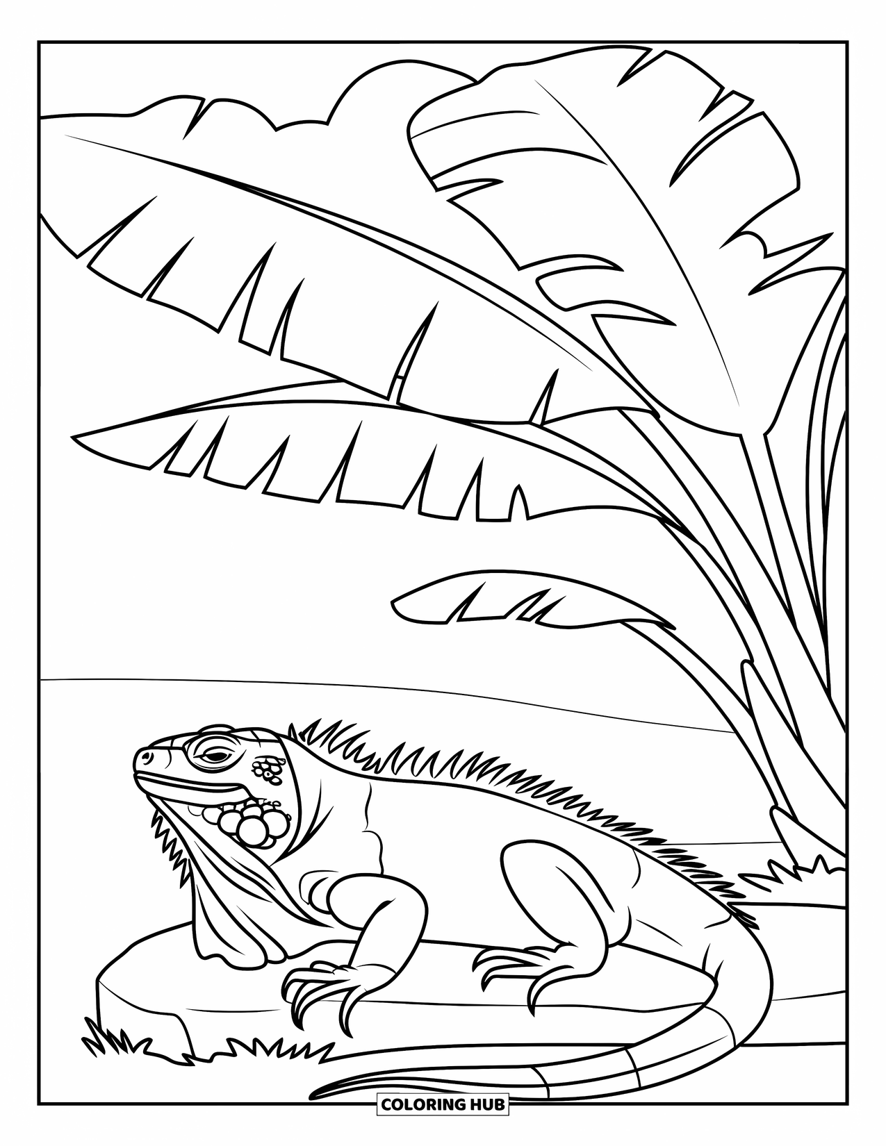 Iguana Coloring Page for Kids: A cozy iguana naps on a stone beneath banana leaves