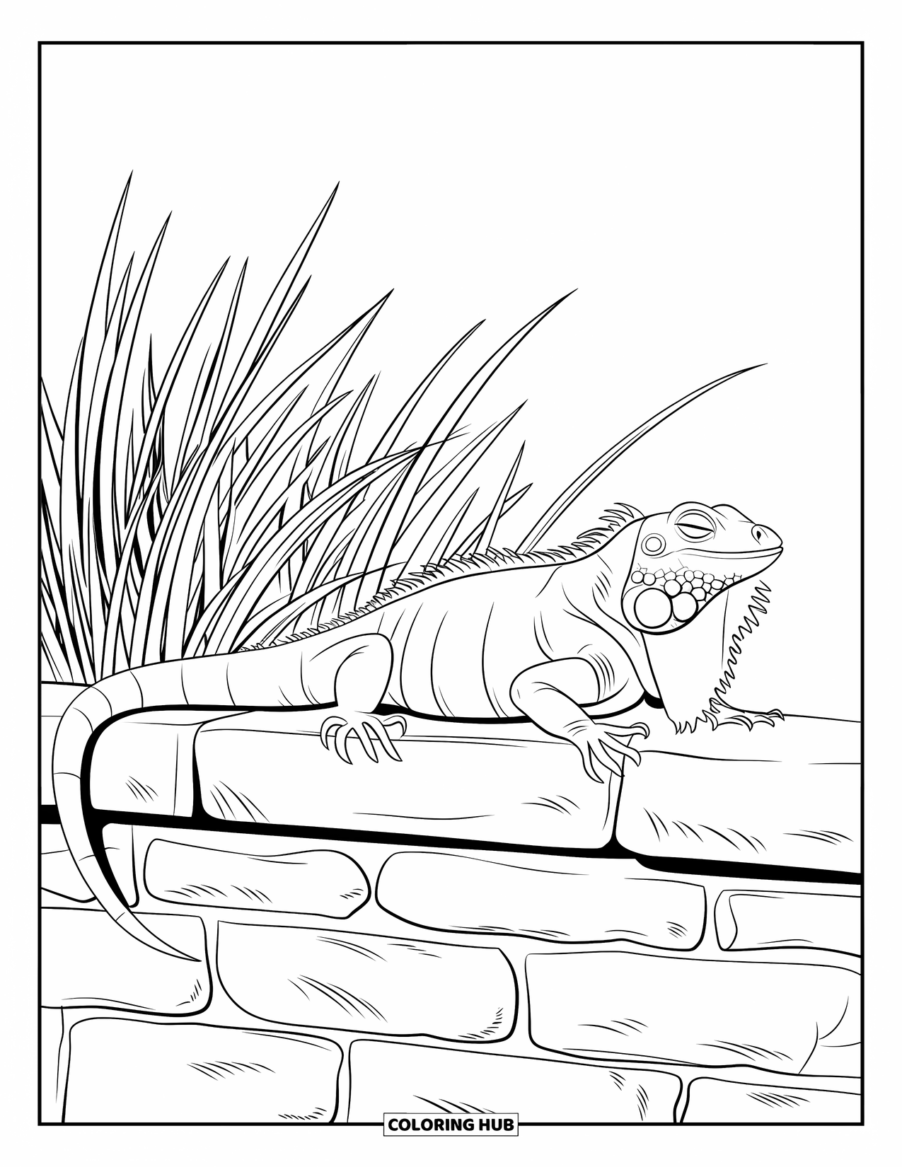 Iguana Coloring Page for Kids: Relaxed iguana lies on a stone wall surrounded by tall grass