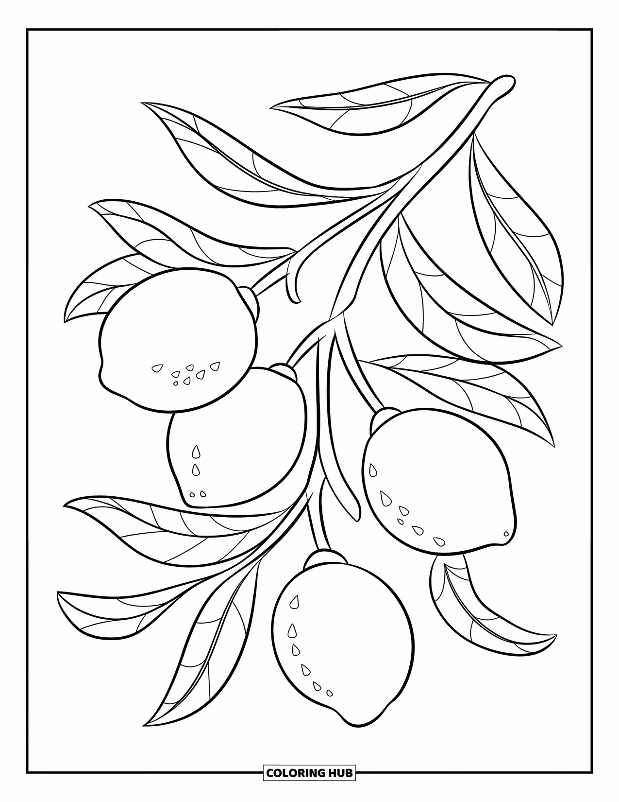 Lemon Coloring Page for Kids: Lemon branch with bold outlines and scattered petals