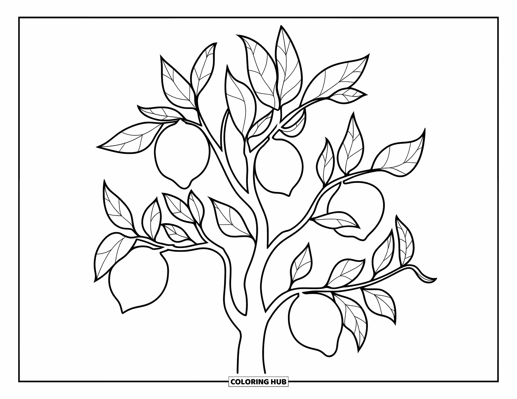 Lemon Coloring Page for Kids: Lemon tree with round fruit and curvy branches