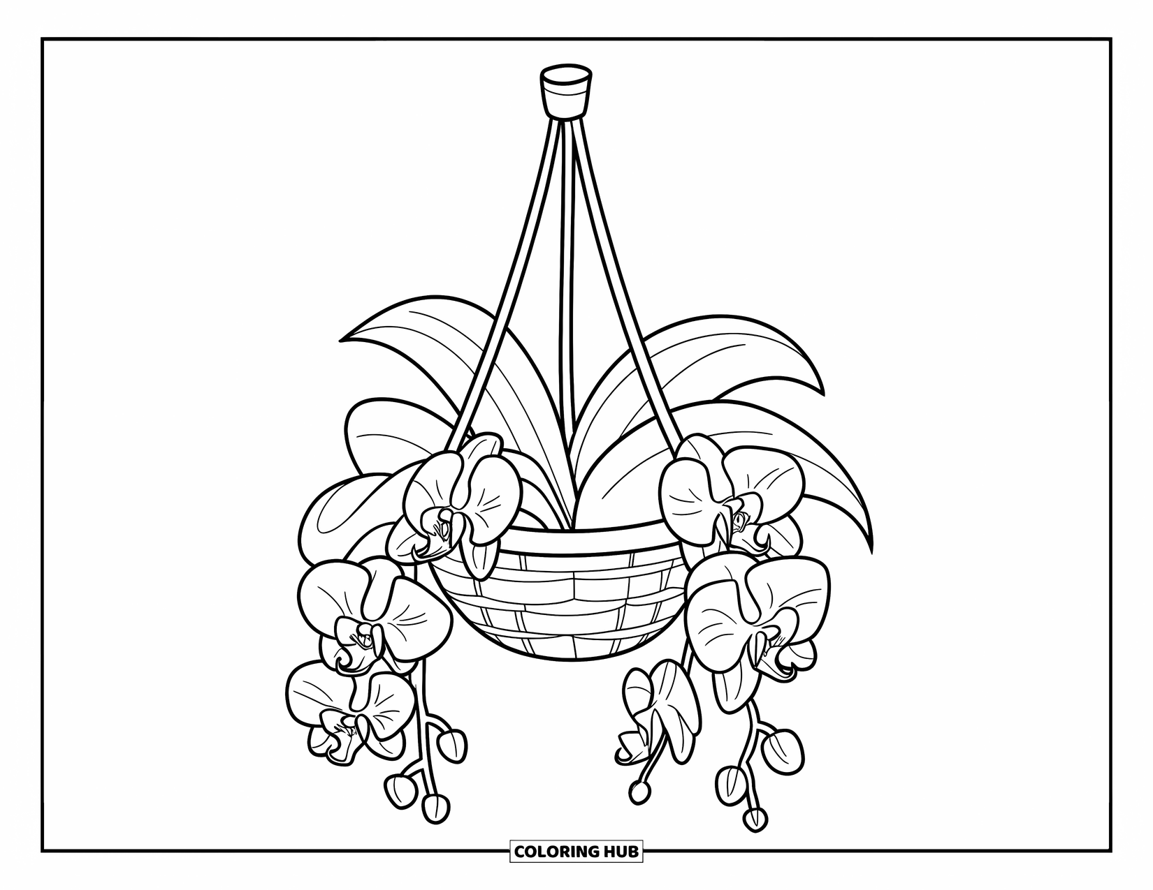 Orchid Coloring Page for Kids: Hanging basket with two orchid vines and three flower clusters on display