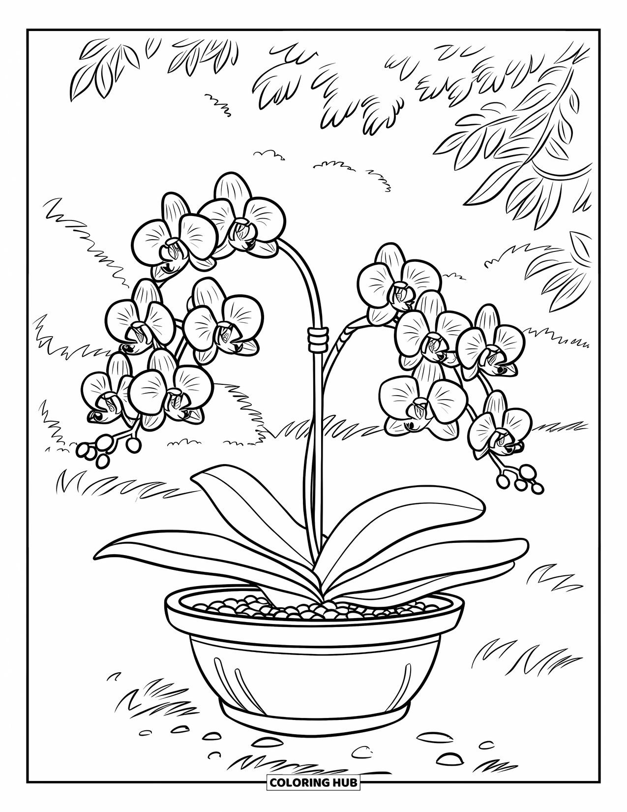 Orchid Coloring Page for Kids: Orchid with many blooms rests on a garden shelf near rocks and plants