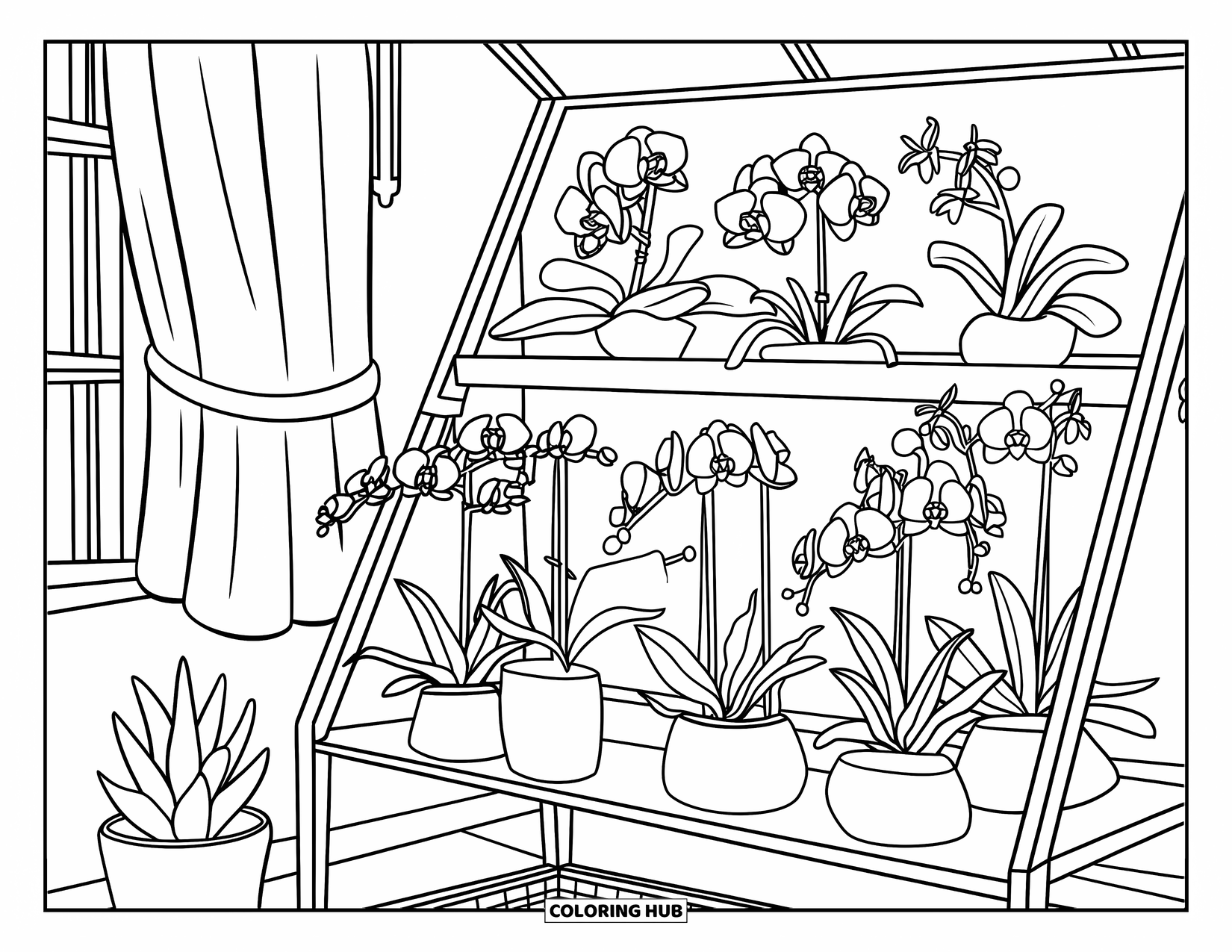 Orchid Coloring Page for Kids: Orchids in labeled pots rest on a shelf near a window and curtain