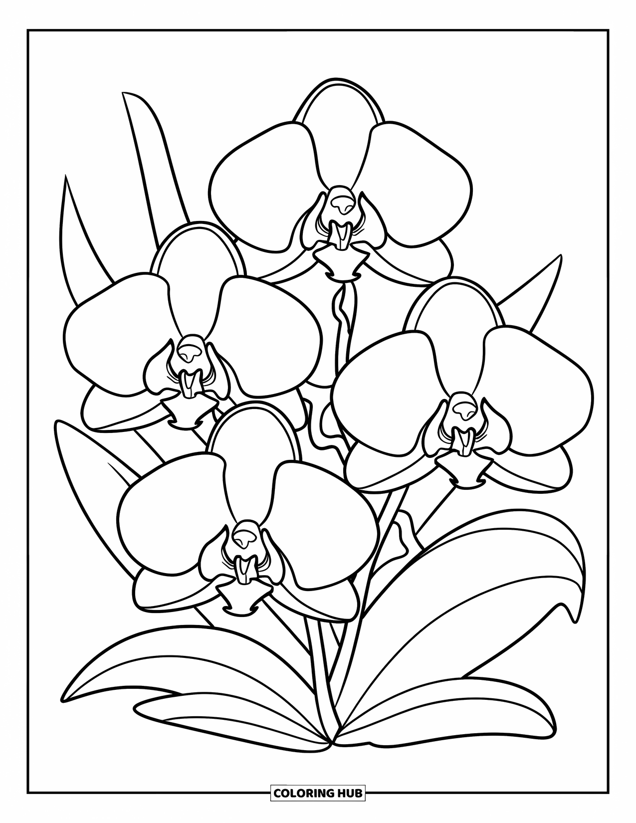 Orchid Coloring Page for Kids: Orchids with wide petals and leaves form a circle on a clean page
