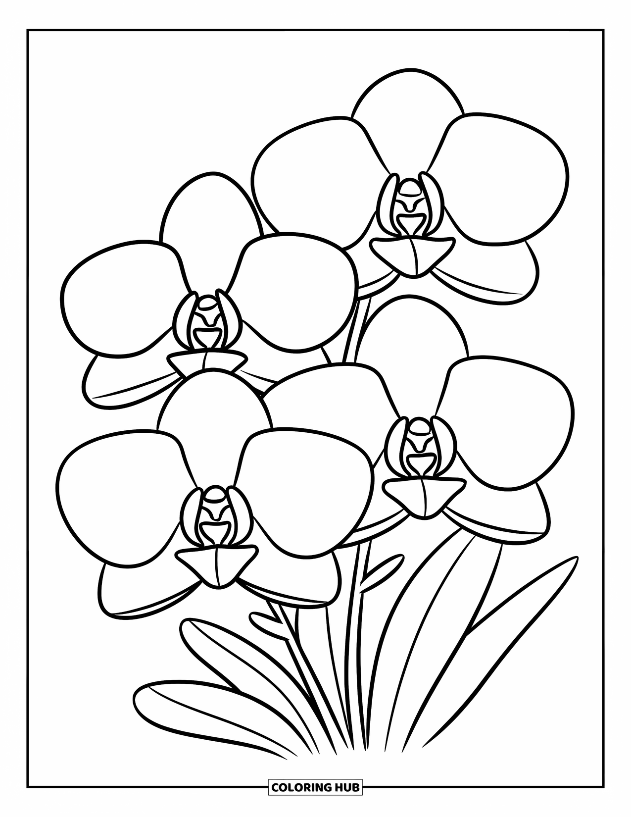 Orchid Coloring Page for Kids: Three orchid flowers with wide petals sit spaced apart on white background