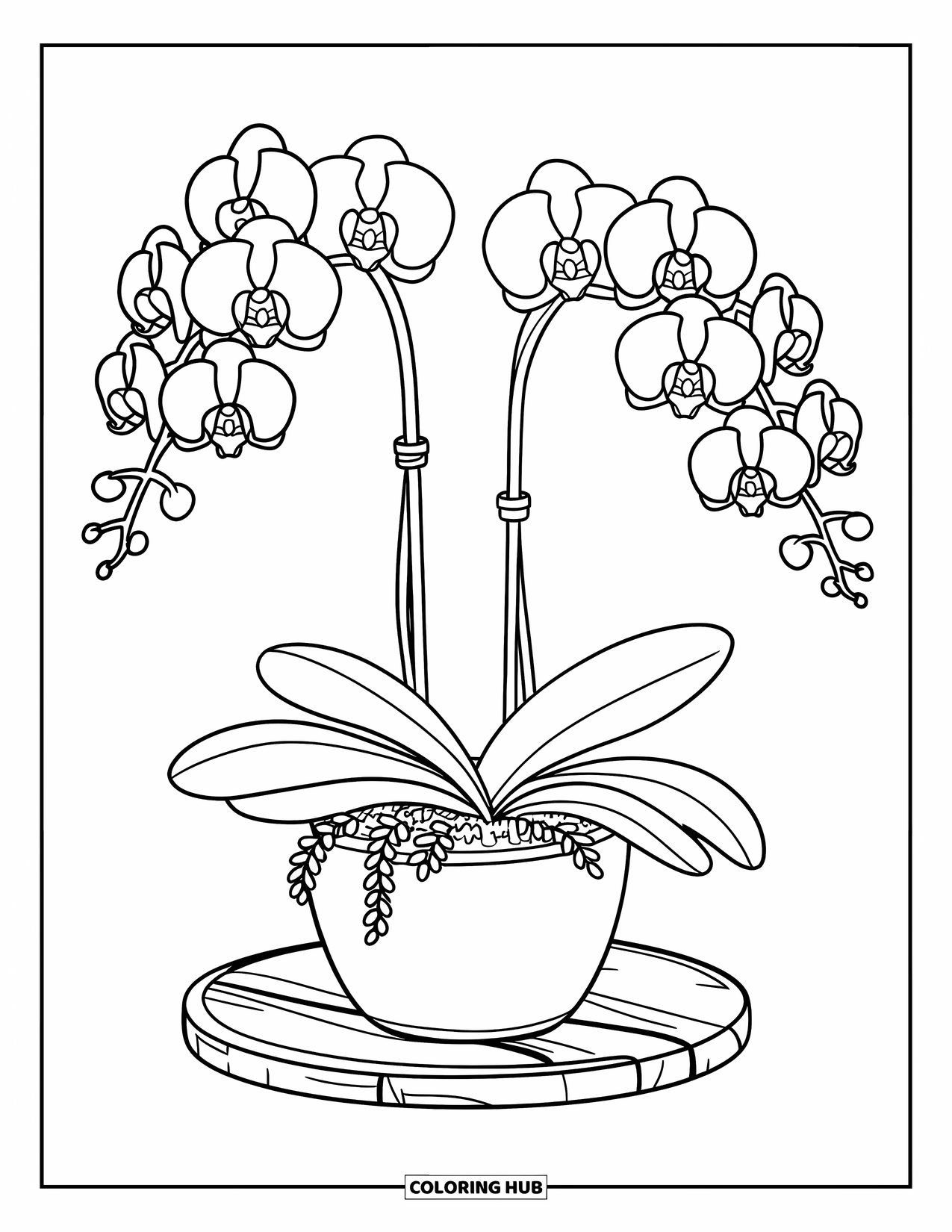 Orchid Coloring Page for Kids: Two orchid stems bloom from a pot with tiny leaves around the base