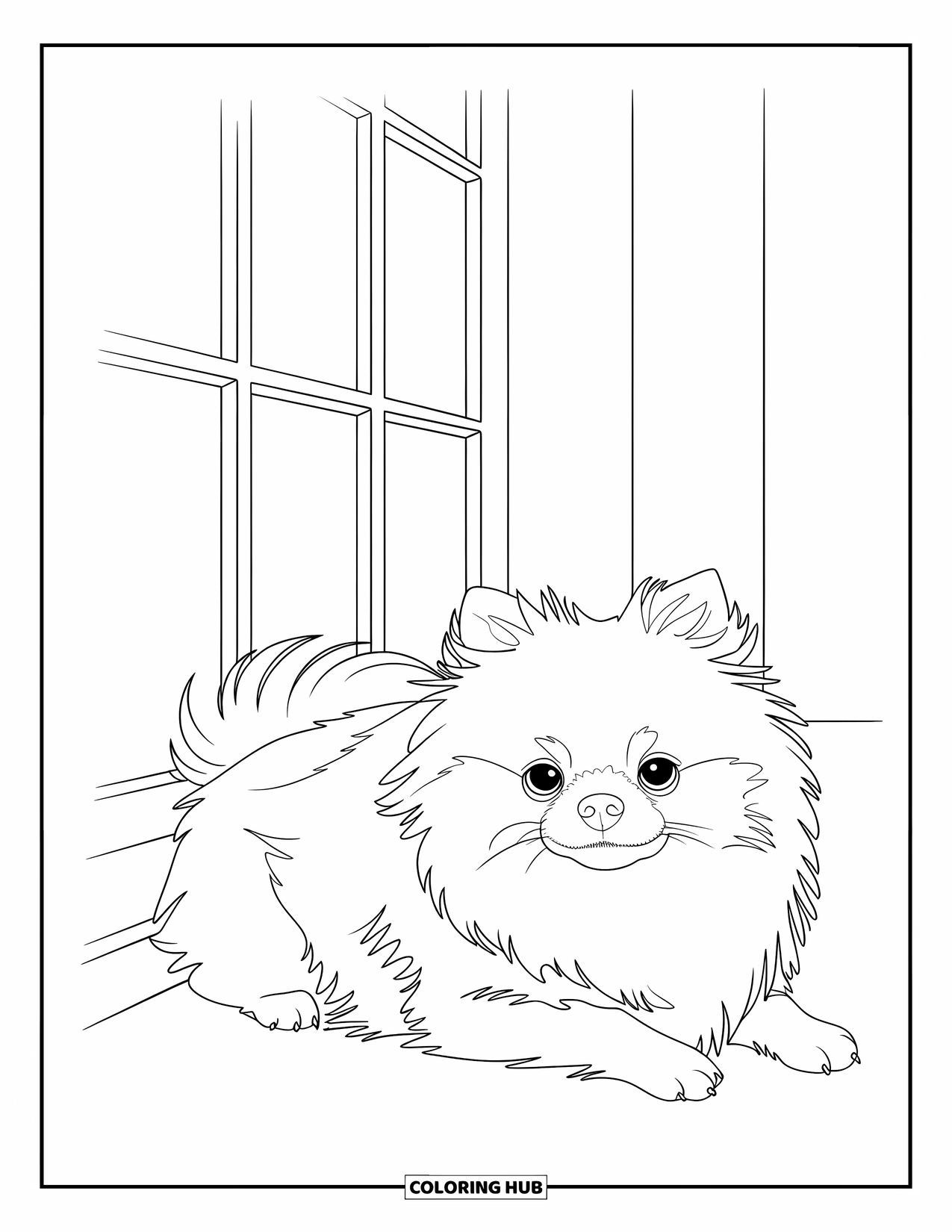 Pomeranian Coloring Page for Kids: A calm Pomeranian lies in a sunbeam streaming through a window
