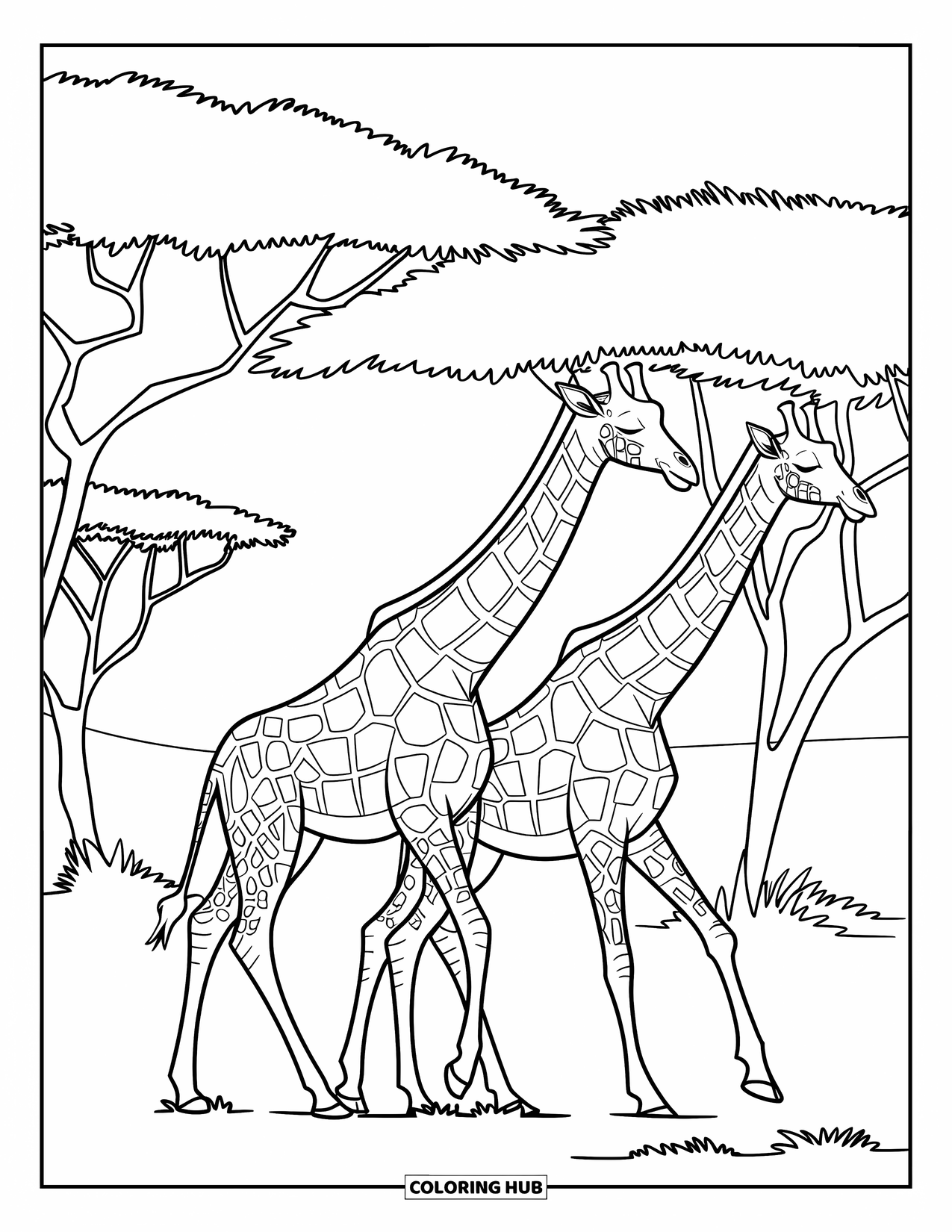Safari Coloring Page for Kids: Giraffes stroll side by side under a canopy of thorny acacia trees
