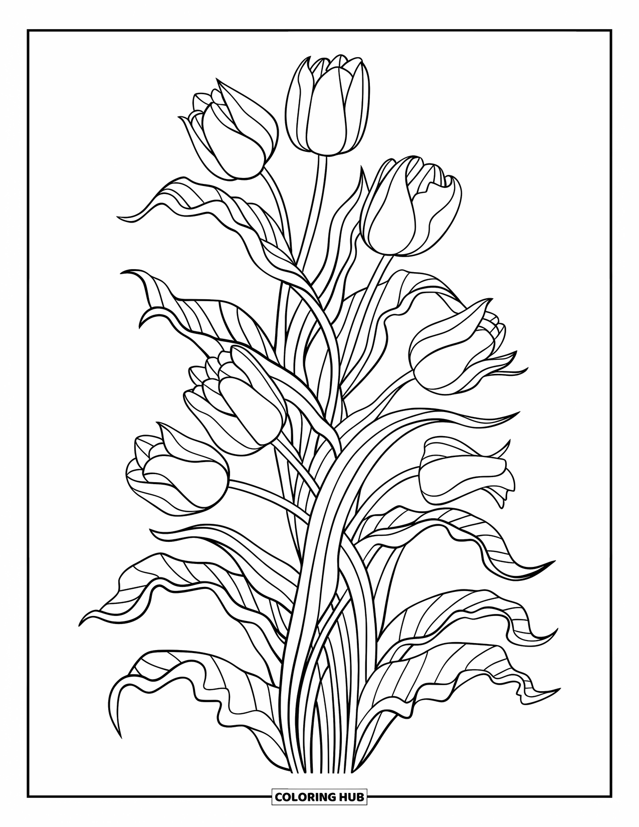 Spring Flowers Coloring Page for Adults: Layered tulips with ruffled leaves bloom on a clean white page