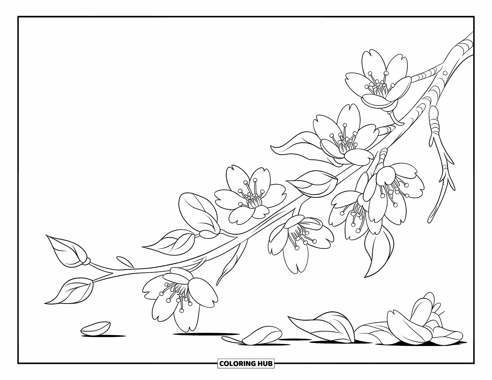Spring Flowers Coloring Page for Kids: Cherry blossoms bloom on a branch with petals scattered below