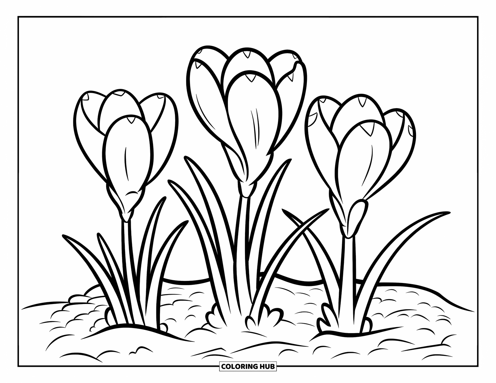 Spring Flowers Coloring Page for Kids: Crocuses bloom from cracked soil with bold, clean outlines