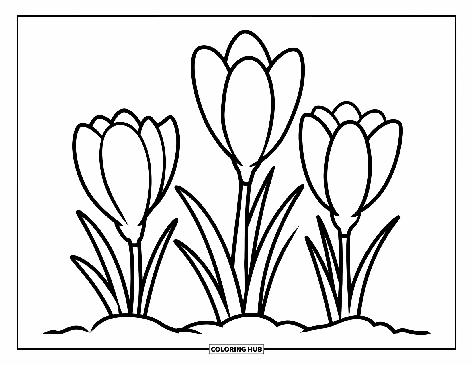 Spring Flowers Coloring Page for Kids: Crocuses bloom in cheerful style with soft lines and playful shapes