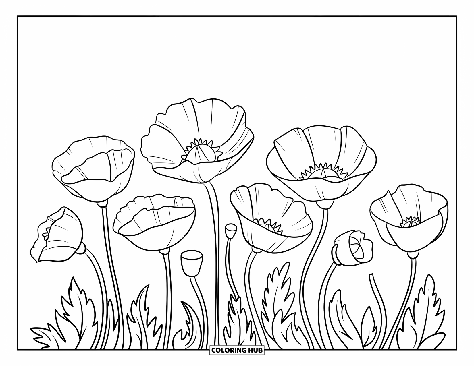Spring Flowers Coloring Page for Kids: Poppies with bold outlines bloom in a gentle row with varied stem heights