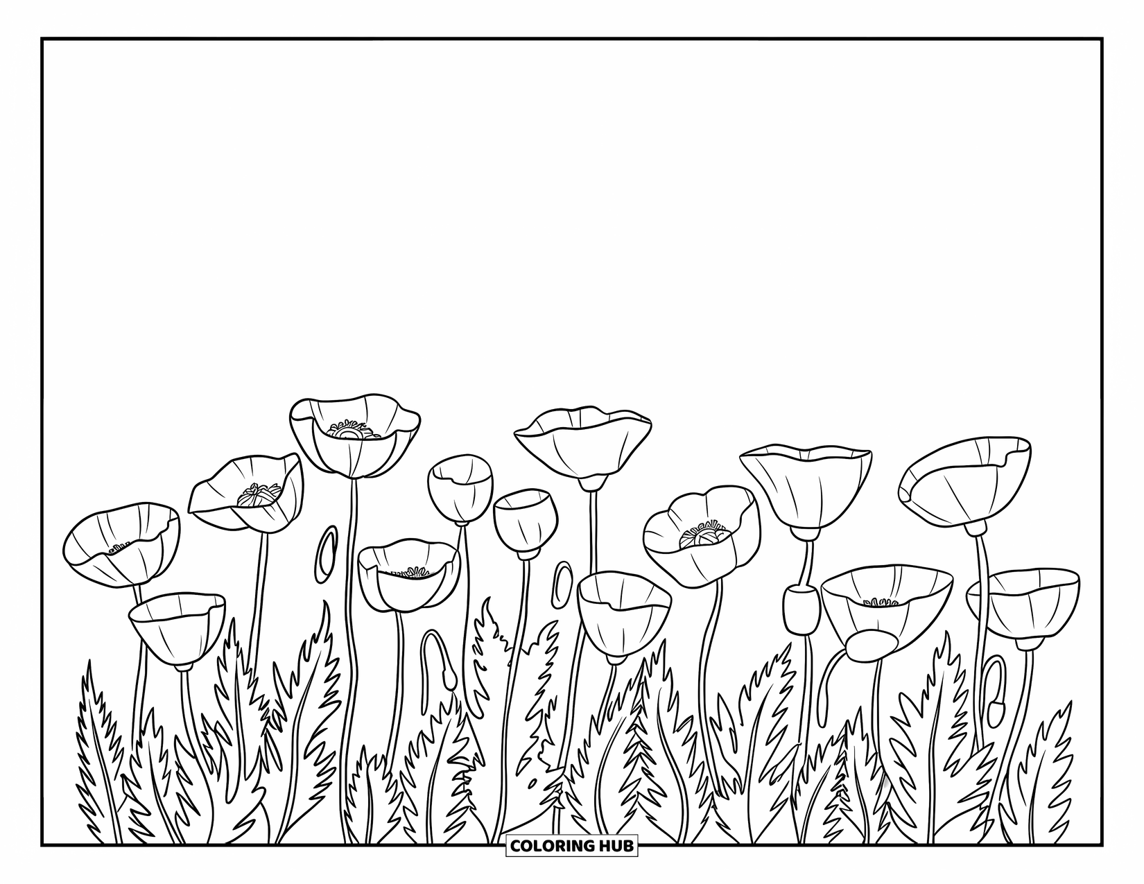 Spring Flowers Coloring Page for Kids: Poppies with tall stems bloom in a row on a blank background