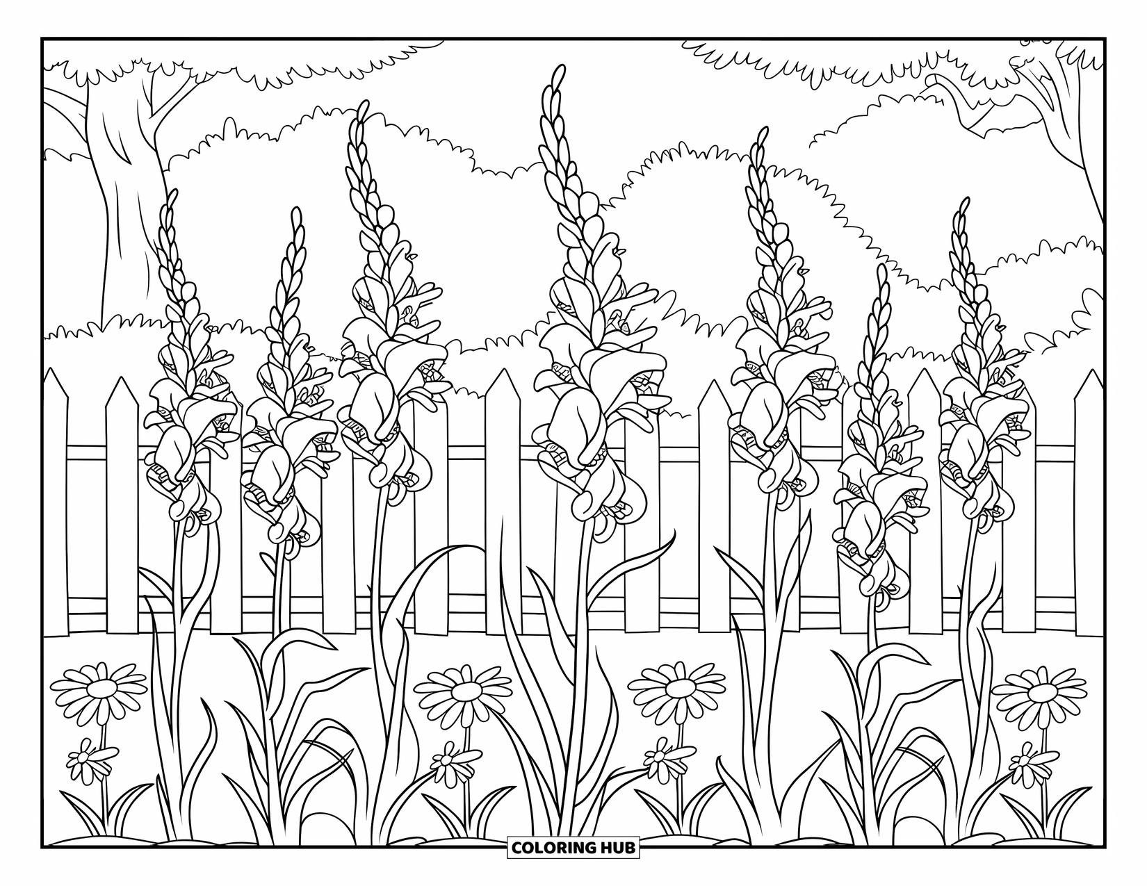 Spring Flowers Coloring Page for Kids: Tall gladiolus and daisies bloom in a flower bed behind a white picket fence