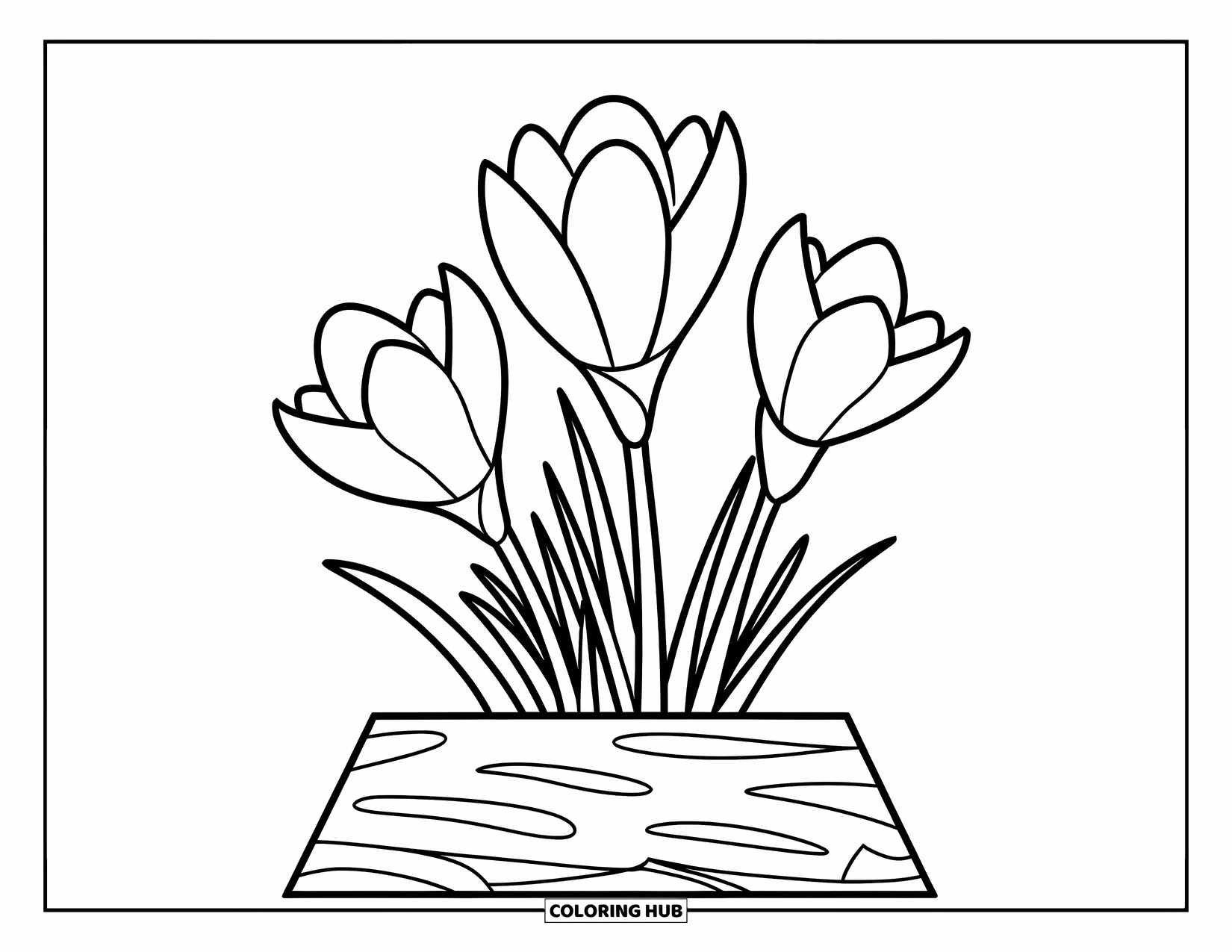 Spring Flowers Coloring Page for Kids: Three crocuses rise from wavy soil lines on a simple white page