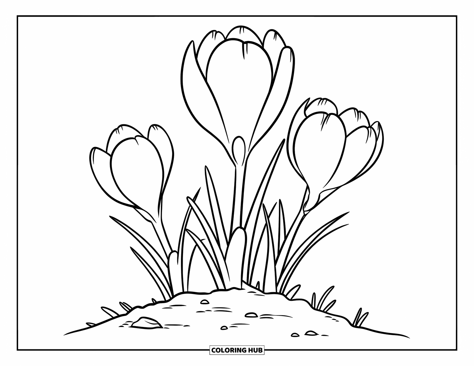 Spring Flowers Coloring Page for Kids: Three crocuses sprout from soil surrounded by small rocks