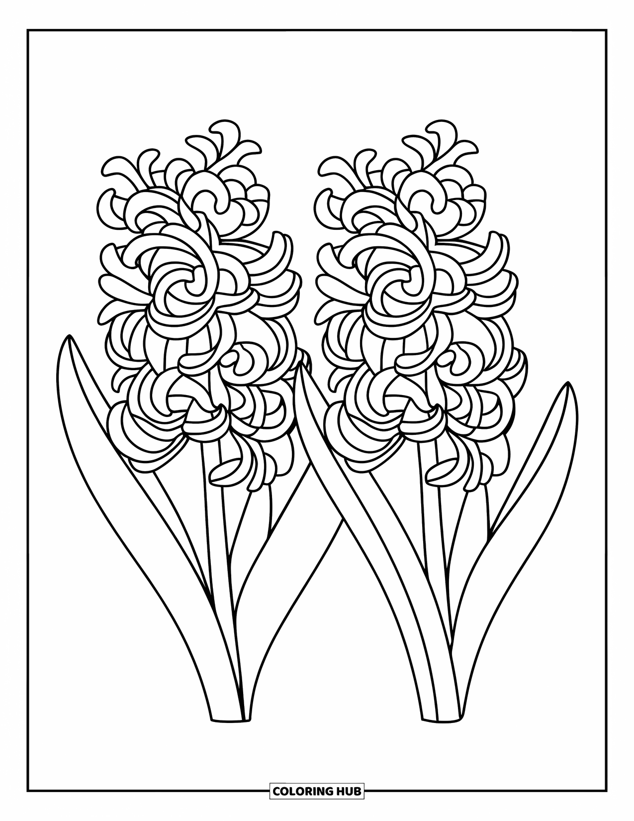 Spring Flowers Coloring Page for Kids: Two hyacinths bloom with six petals each and bold leaves on white