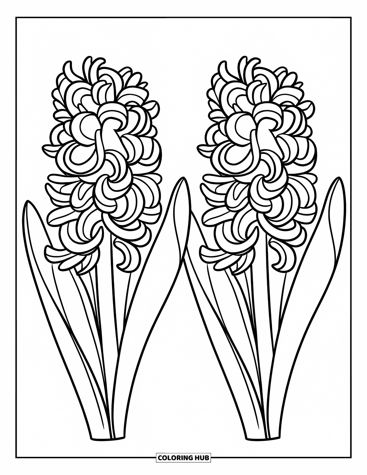 Spring Flowers Coloring Page for Kids: Two hyacinths with big blooms and curved stems bring a cheerful vibe