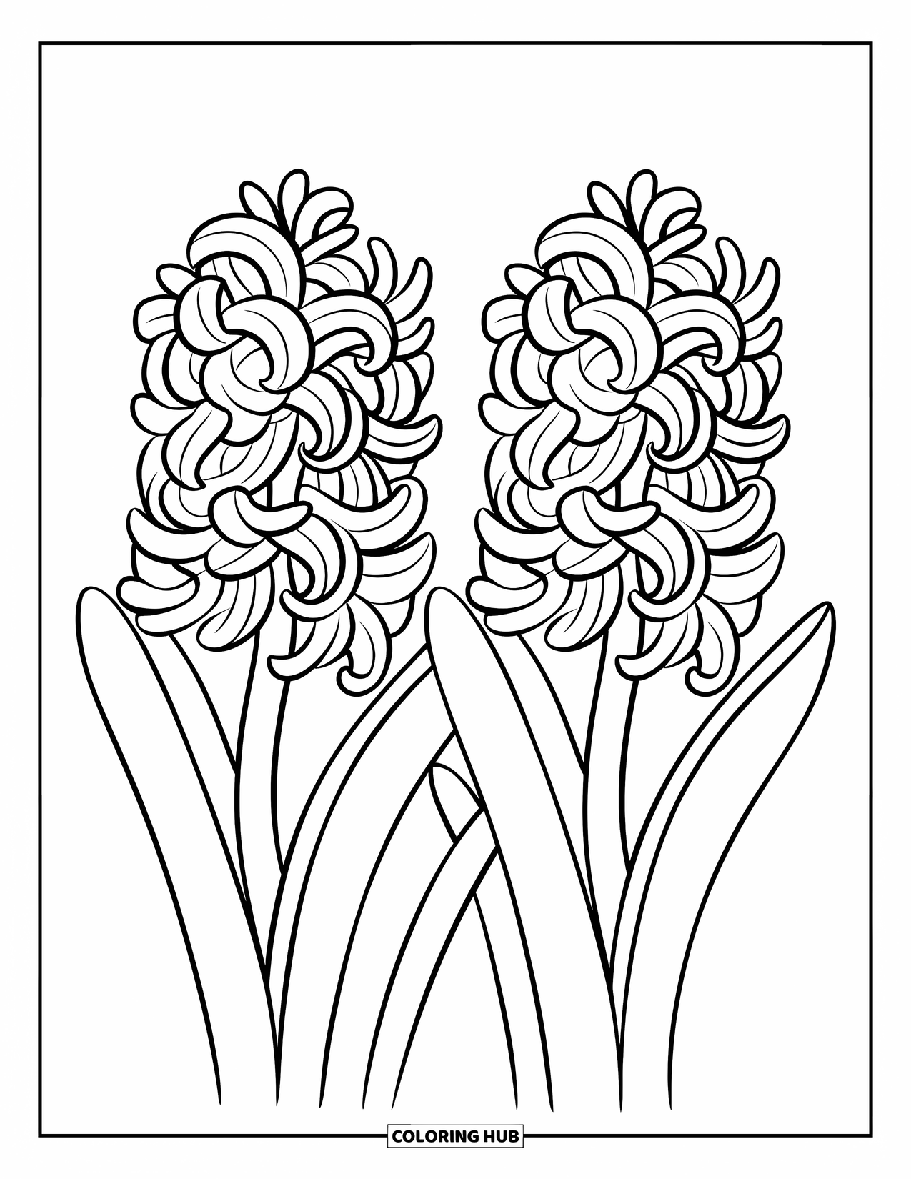 Spring Flowers Coloring Page for Kids: Two hyacinths with spiraled blooms stand cheerfully on thin, curved stems