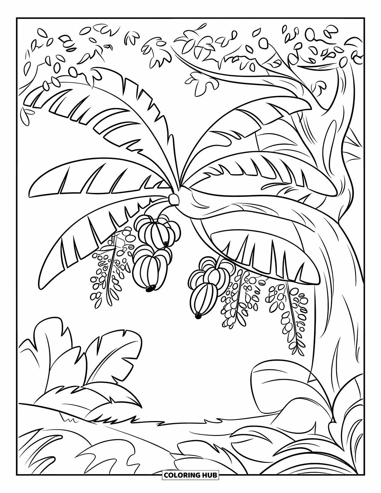 Banana Coloring Page for Kids: A jungle tree with banana bunches stretches over leafy ground