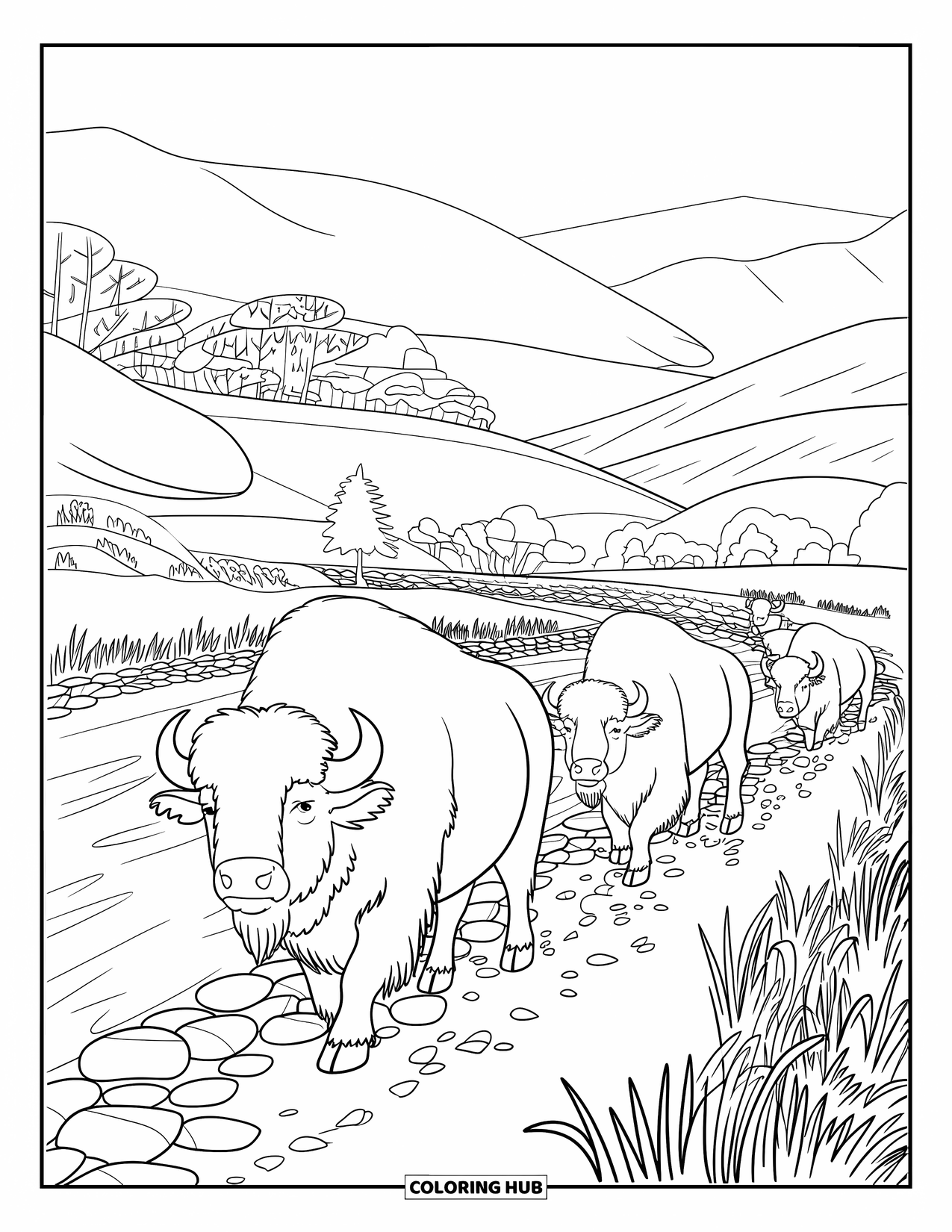 Buffalo Coloring Page for Adults: A buffalo herd walks calmly along a stone-lined riverbank