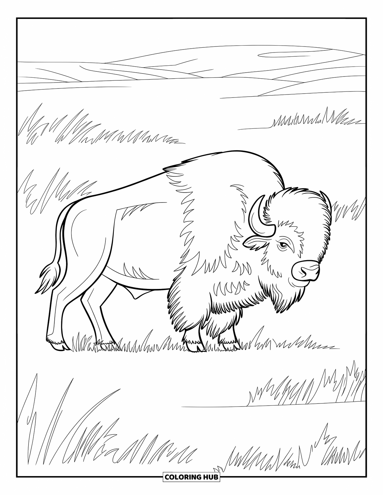 Buffalo Coloring Page for Adults: A proud buffalo stands tall in grass and hills without textures or shading