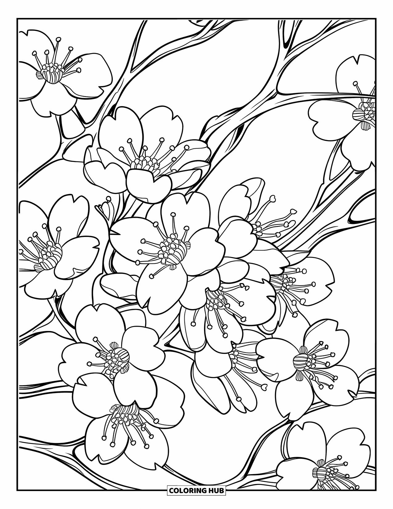 Cherry Blossom Coloring Page for Adults: Delicate cherry branches packed with blooming flowers and soft lines