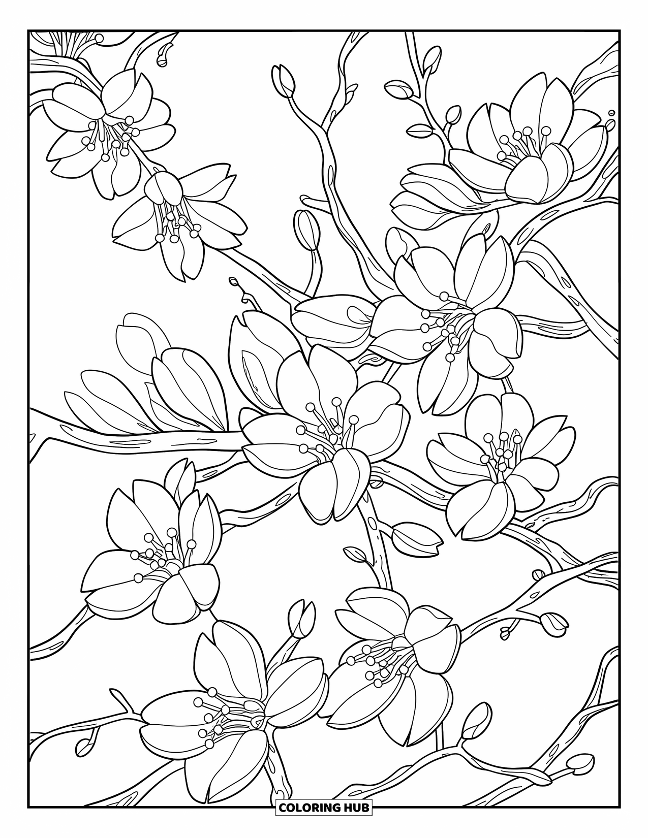 Cherry Blossom Coloring Page for Adults: Twisting cherry branches with detailed petals and buds