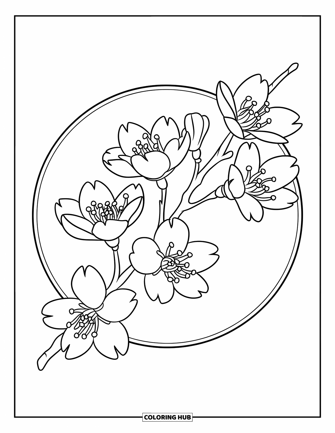 Cherry Blossom Coloring Page for Kids: A cherry blossom branch with five flowers framed inside a neat circle