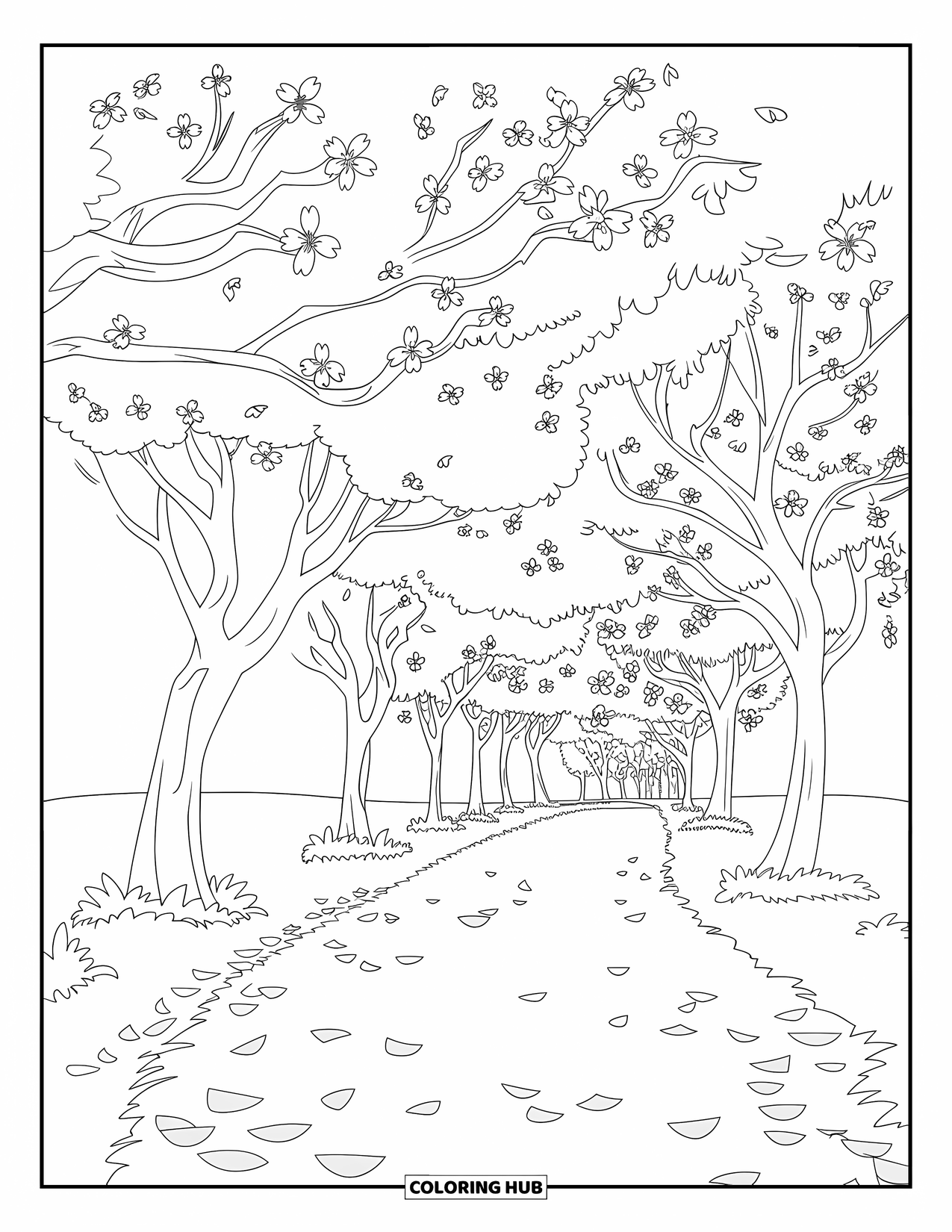 Cherry Blossom Coloring Page for Kids: A quiet walking trail under blooming cherry trees and an open sky