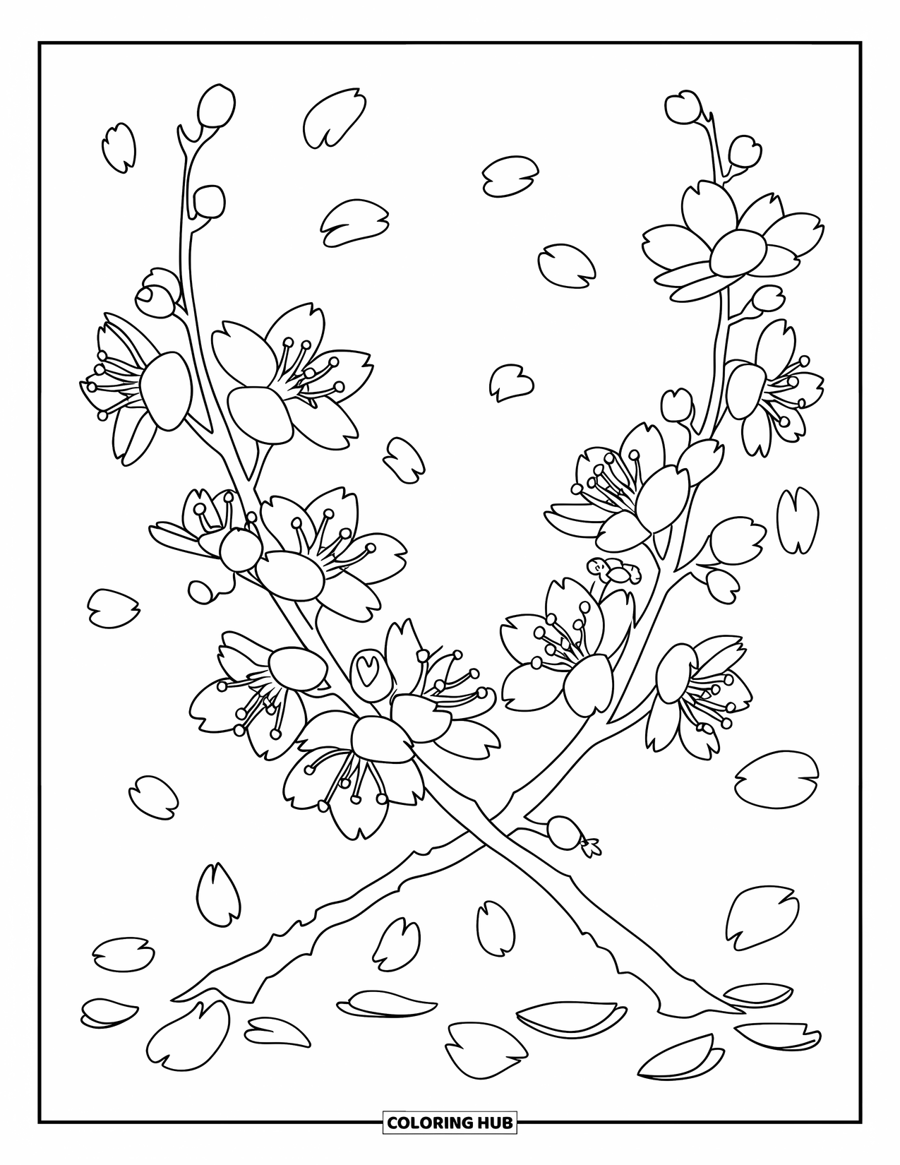 Cherry Blossom Coloring Page for Kids: Two cherry blossom branches cross gently with petals scattered below
