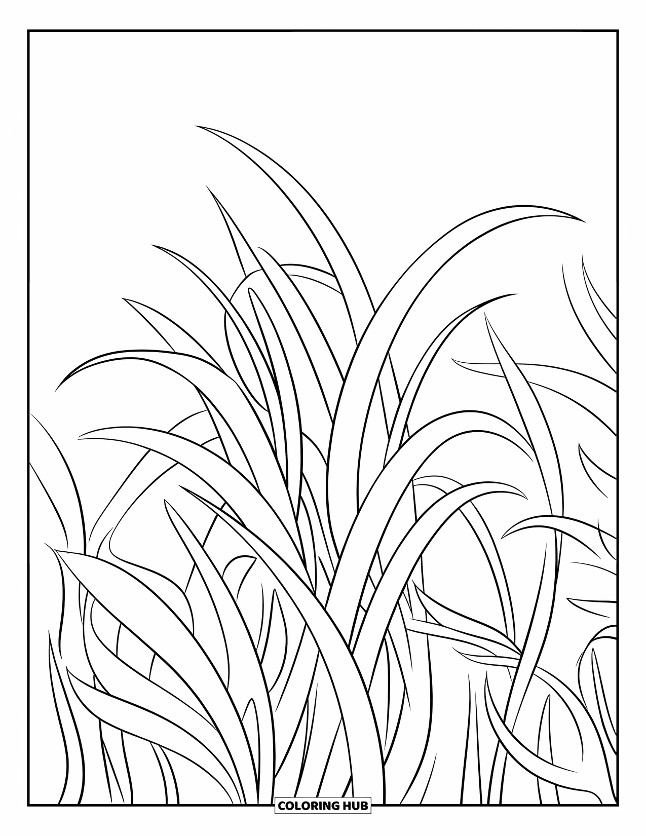 Grass Coloring Page for Kids: Long, graceful grass leaves are packed together in soft clumps
