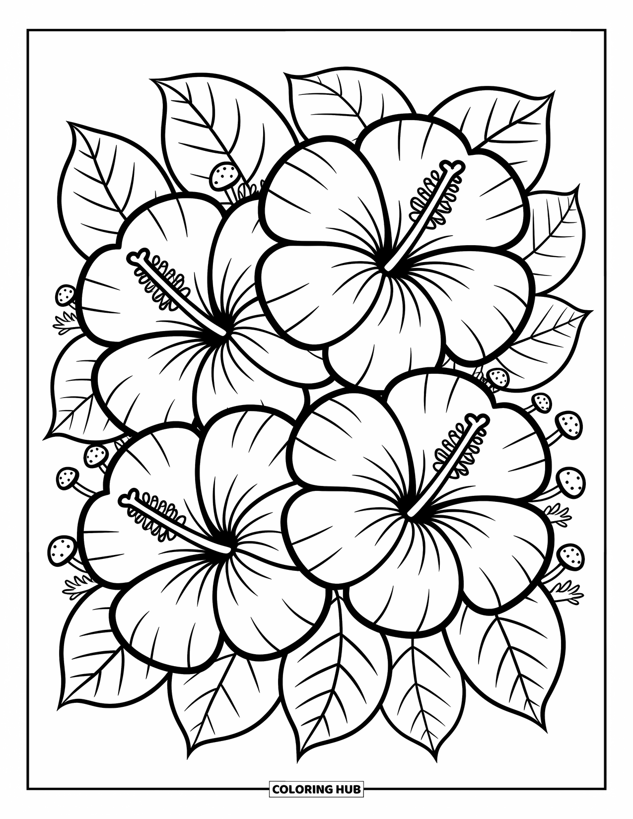 Hawaiian Flower Coloring Page for Adults: Three big hibiscus flowers gently overlap in the center with cozy leaf details