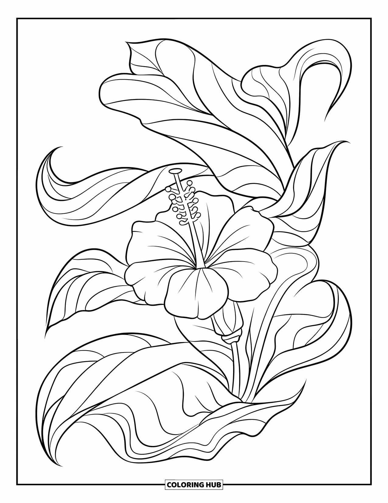 Hawaiian Flower Coloring Page for Kids: A single hibiscus flower blooms with curved leaves radiating around it