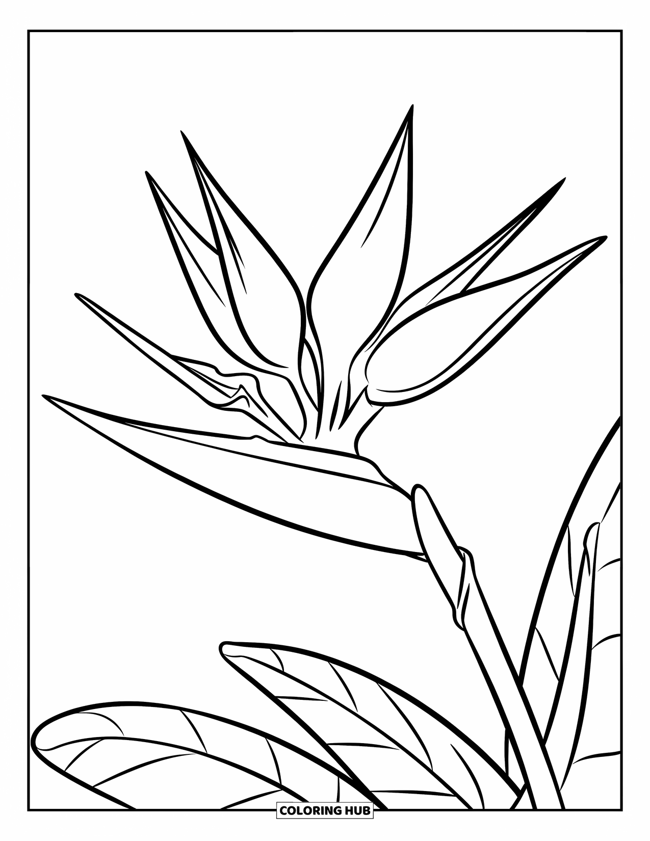 Hawaiian Flower Coloring Page for Kids: Bird of paradise with thick petals and a long, simple stem