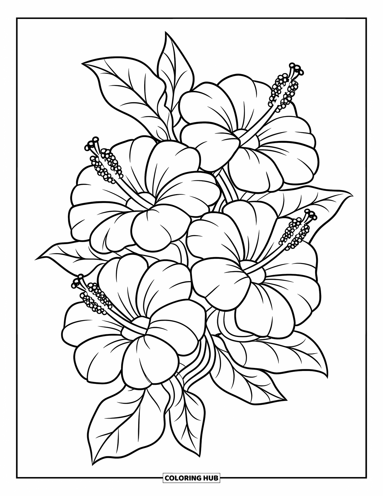 Hawaiian Flower Coloring Page for Kids: Three hibiscus flowers with connected stems and leafy accents