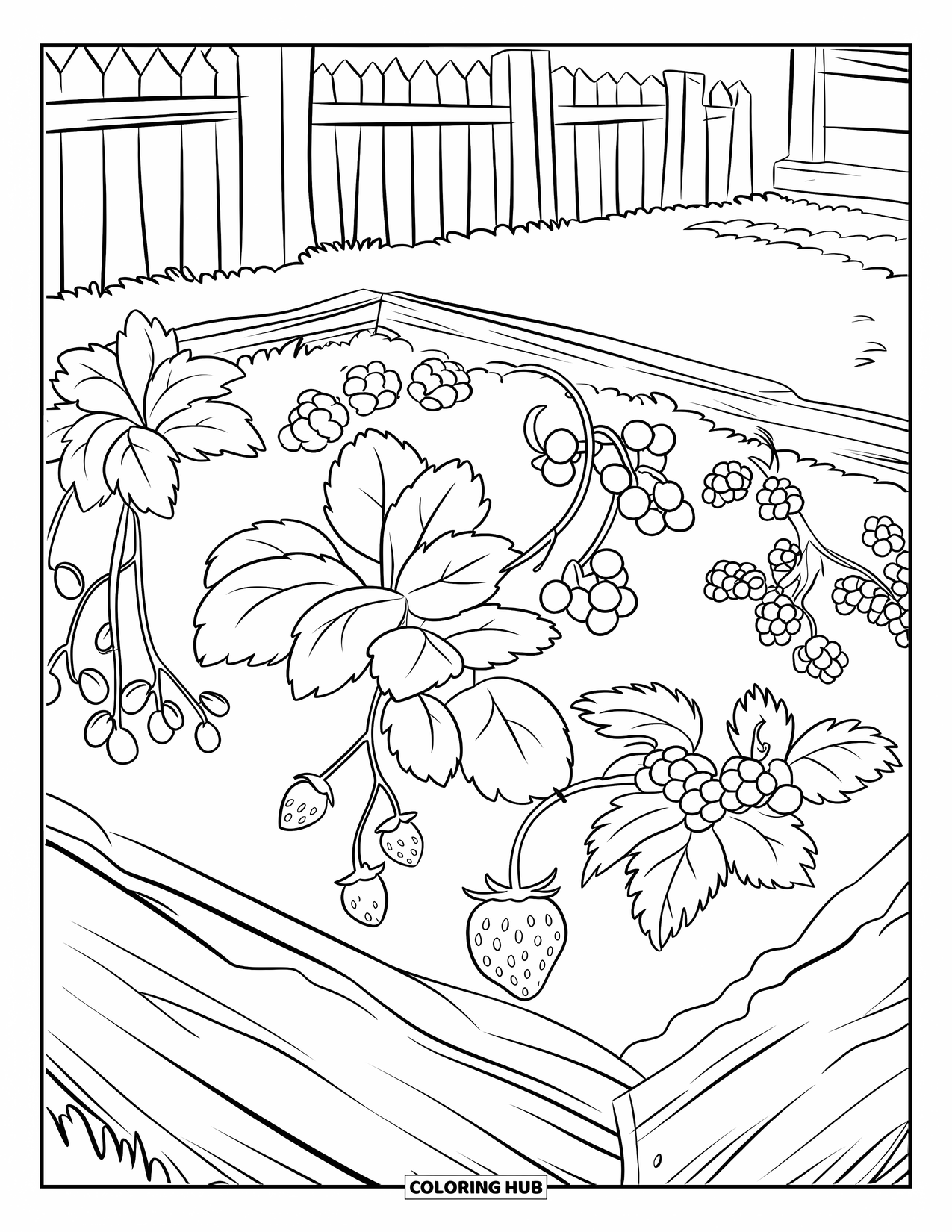 Berry Coloring Page for Kids: Garden patch with strawberry, blueberry, and raspberry plants