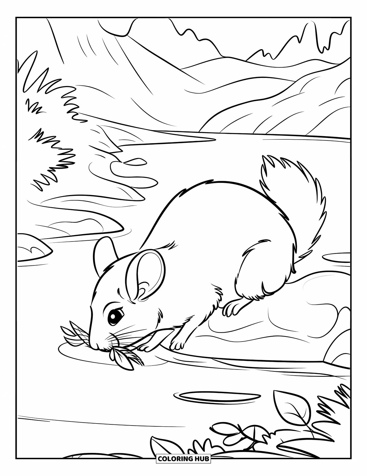Chinchilla Coloring Page for Kids: Chinchilla sniffs leaves while perched on a rock near a gentle stream