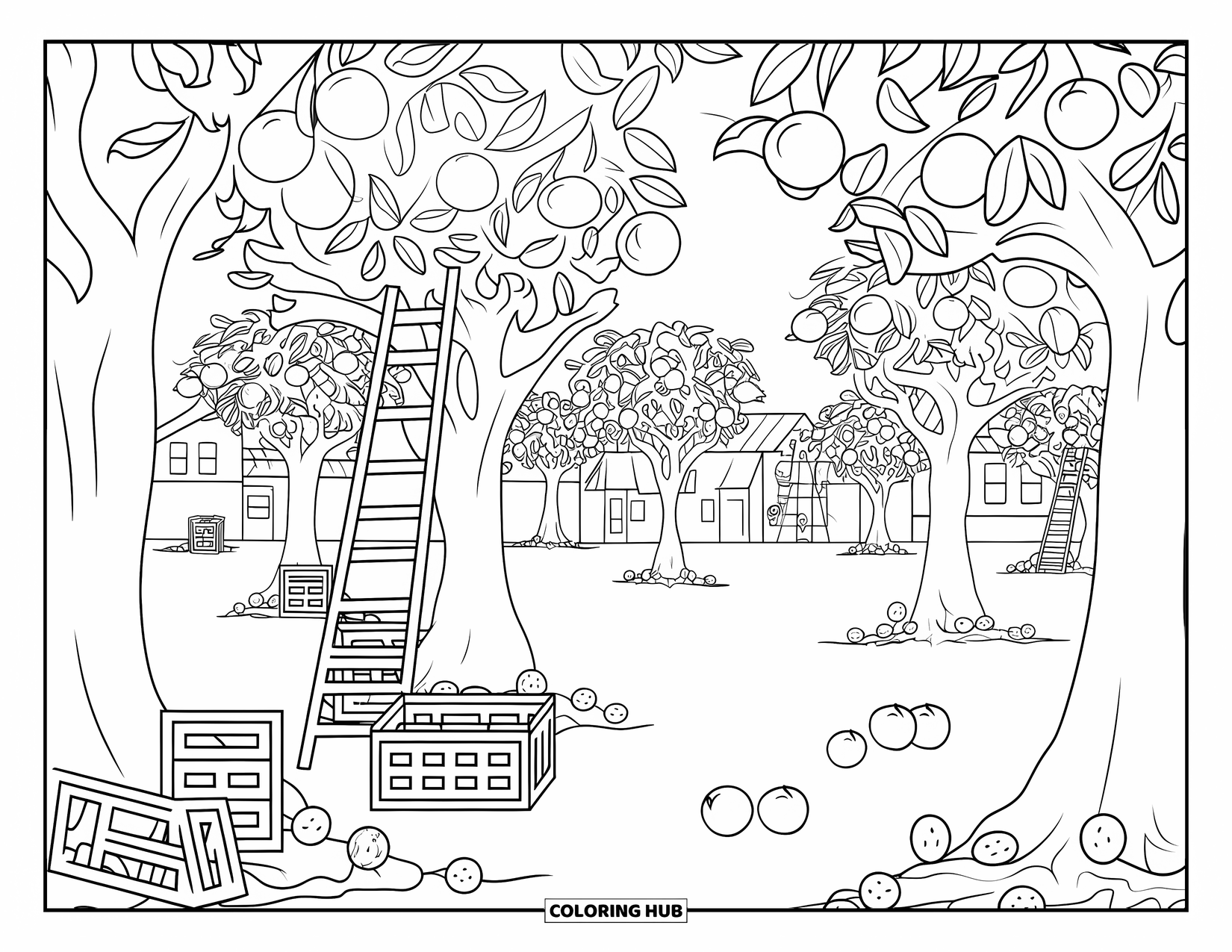 Florida Coloring Page for Kids: A citrus grove with ripe oranges, ladders, and crates scattered around