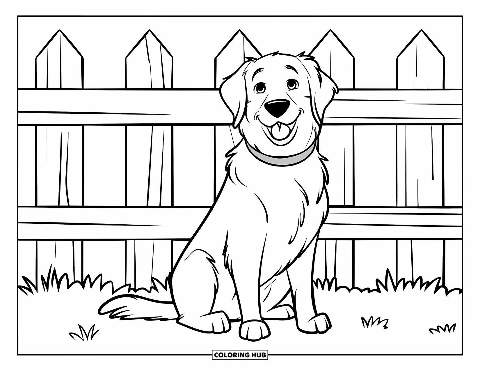 Golden Retriever Coloring Page for Kids: A fluffy retriever poses near a white fence and green grass