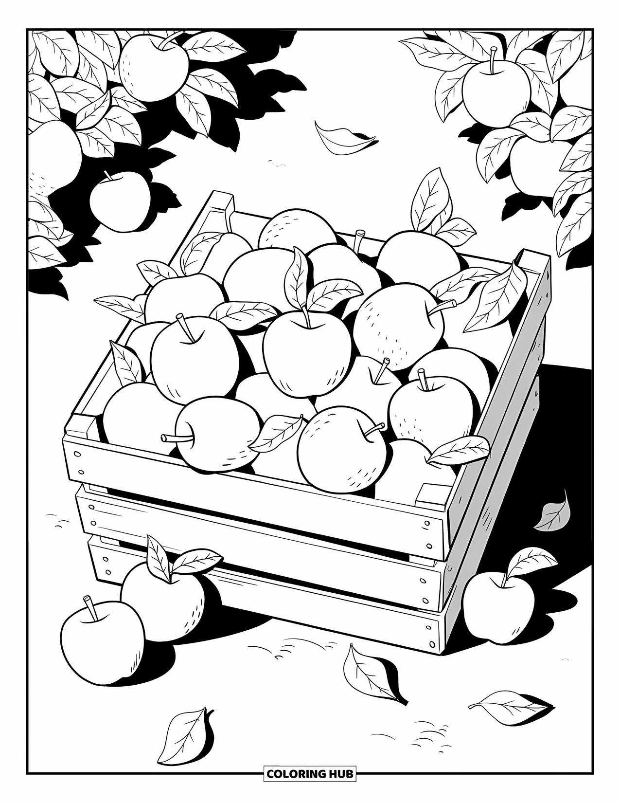 Harvest Coloring Page for Kids: A crate full of apples with scattered leaves and a few apples on the ground