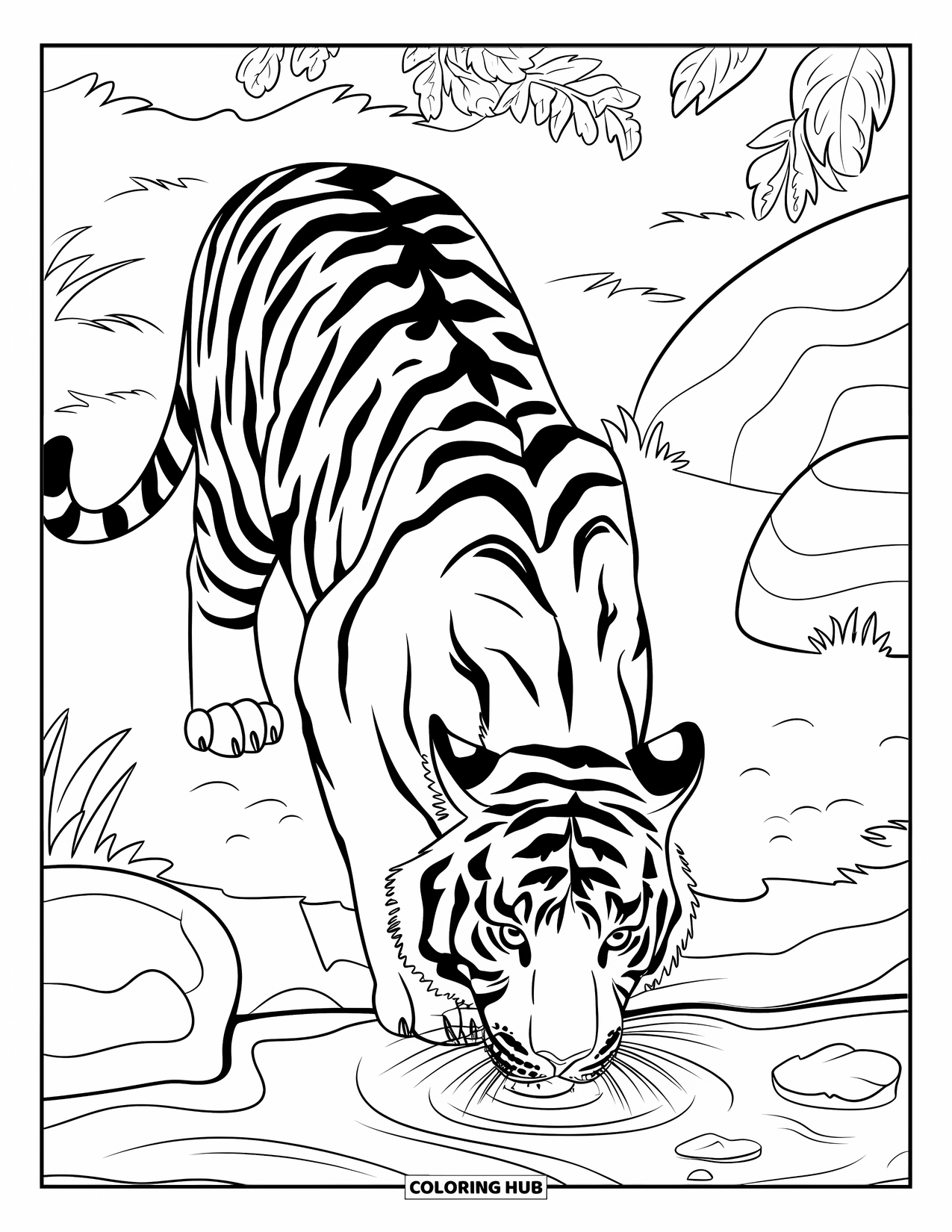 India Coloring Page for Kids: Tiger with a collar drinking from a stream