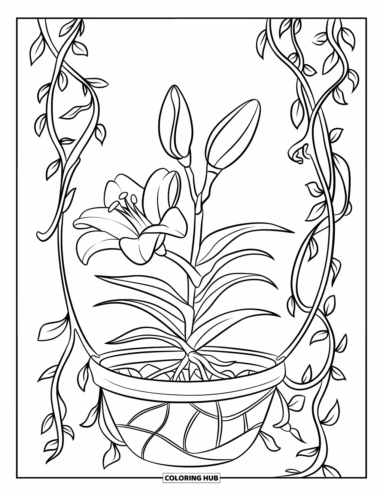 Lily Coloring Page for Kids: A lily hangs in a basket with trailing vines and roots