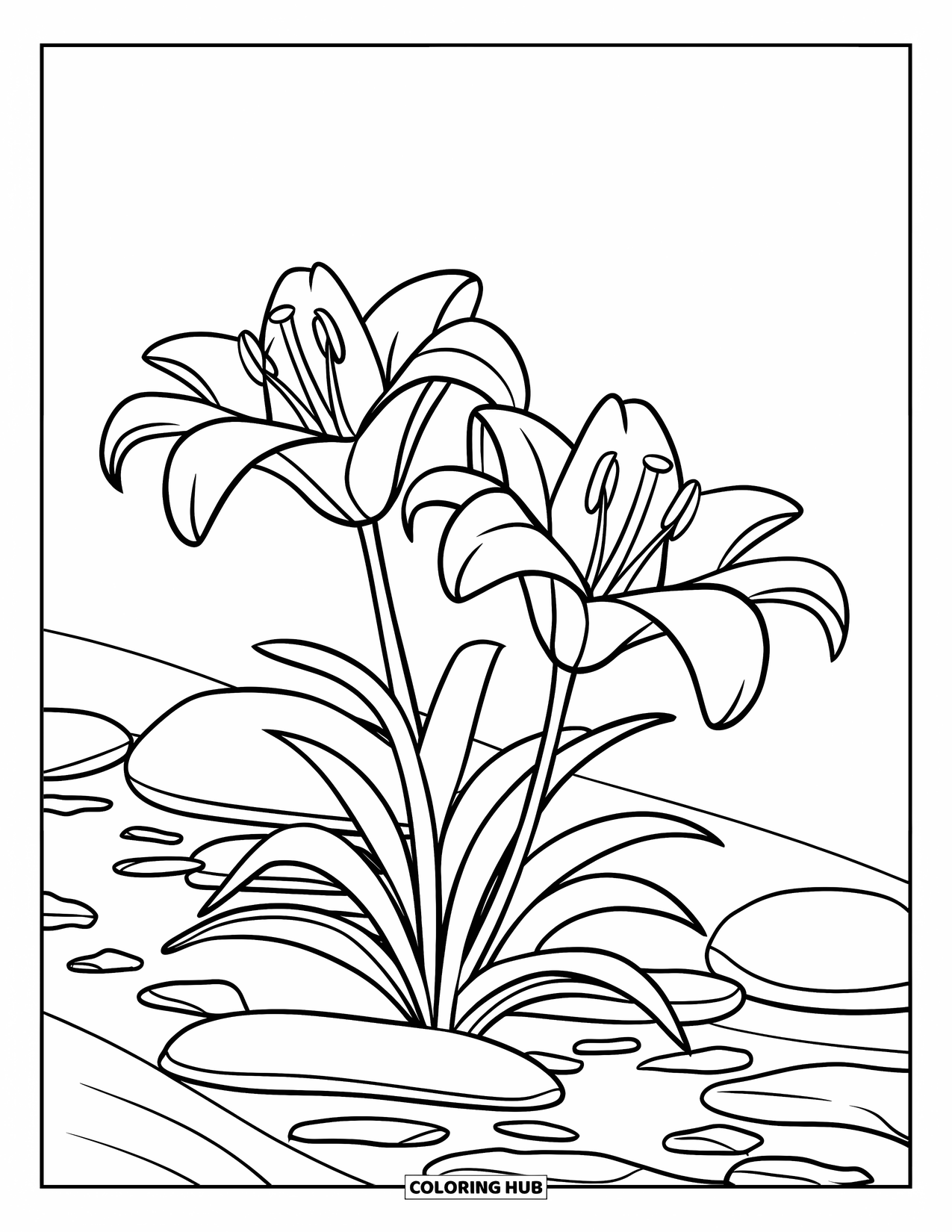 Lily Coloring Page for Kids: Bold lilies sit beside a flowing stream with round rocks
