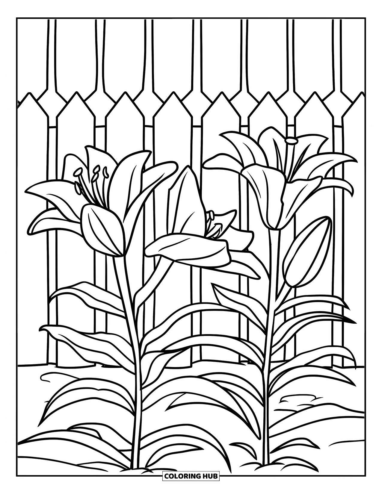 Lily Coloring Page for Kids: Lilies grow in a flower bed with a fence behind them