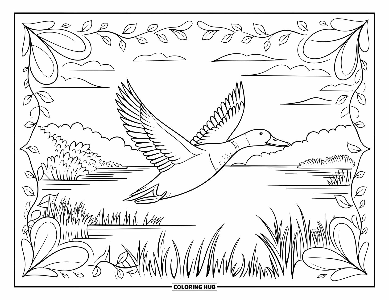 Mallard Duck Coloring Page for Adults: Mallard flying over a lake with botanical swirl borders